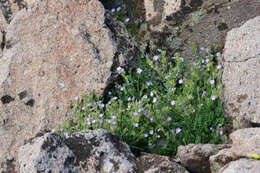 Image de Polemonium californicum Eastw.