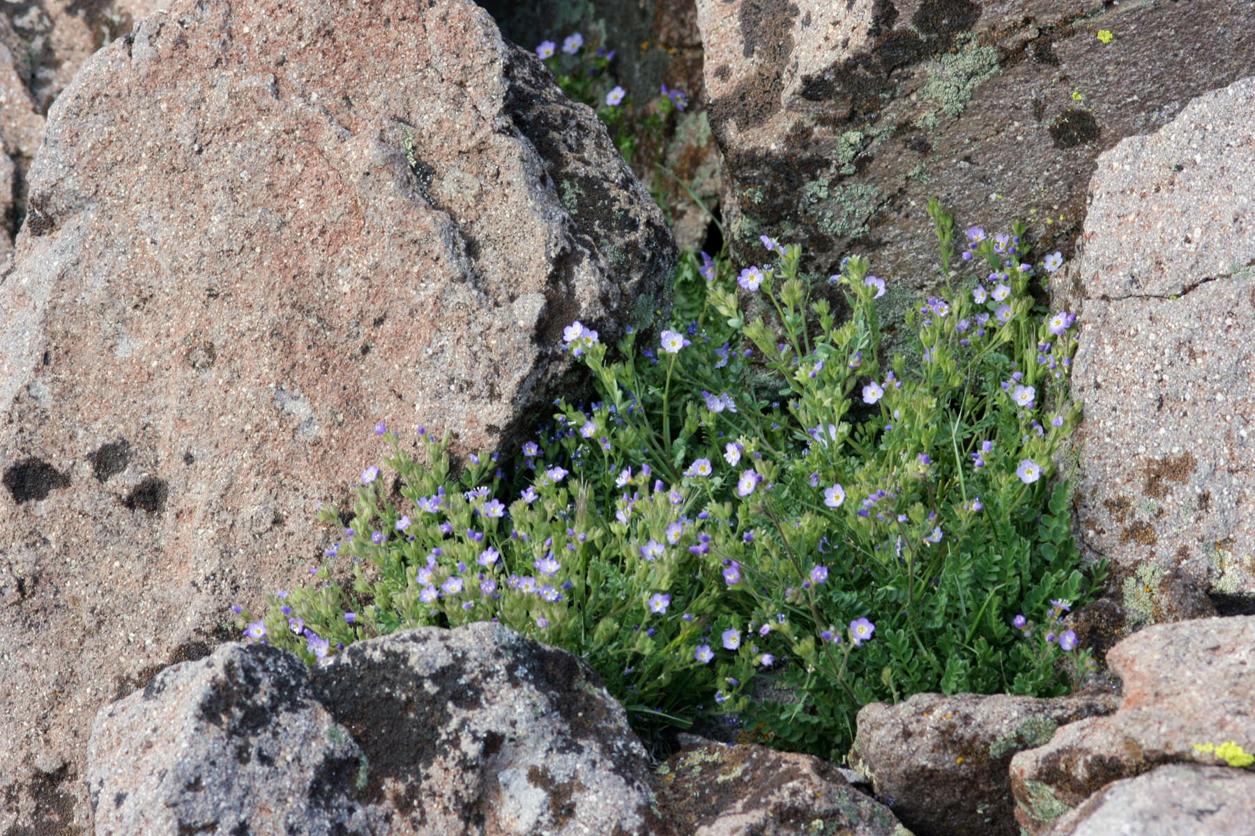 Image of moving polemonium