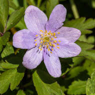 Image of Balkan Anemone