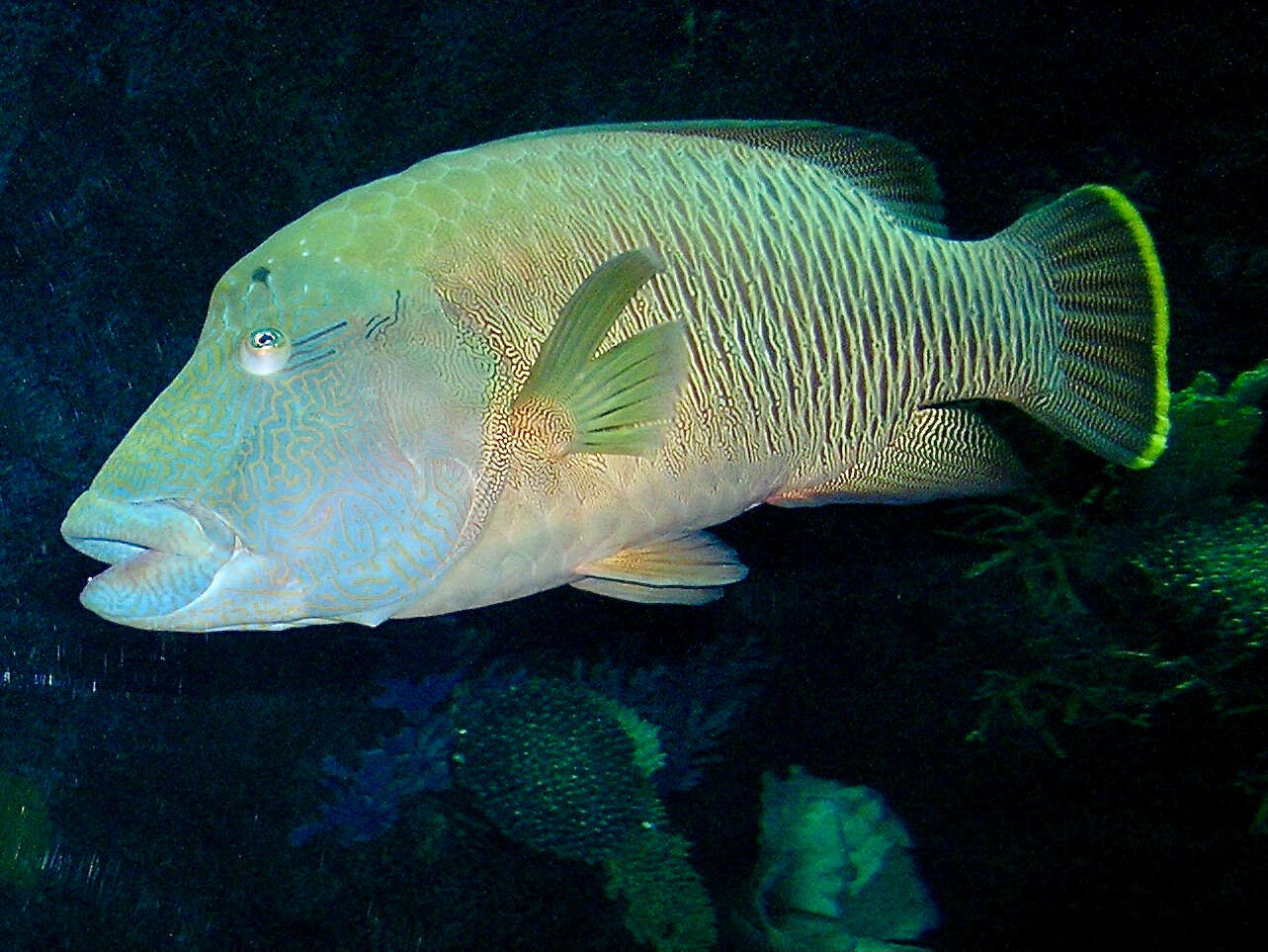 Image of Giant Wrasse