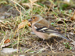 Image of Fringilla Linnaeus 1758