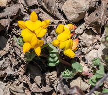 Image of Common Bird's-foot-trefoil