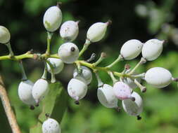 Image of Berberis aristata DC.