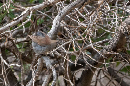 Image of Five-striped Sparrow