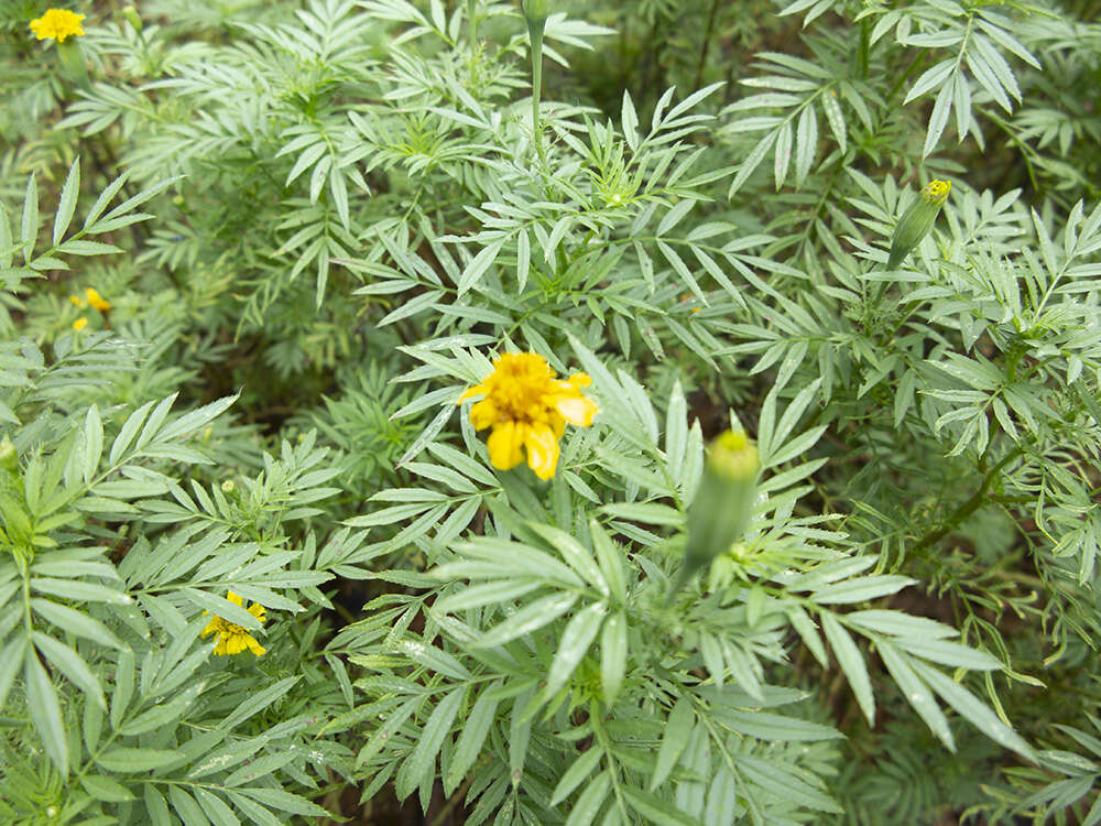 Tagetes erecta L. resmi