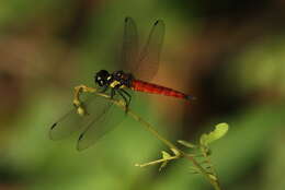 Image of Lyriothemis tricolor Ris 1916