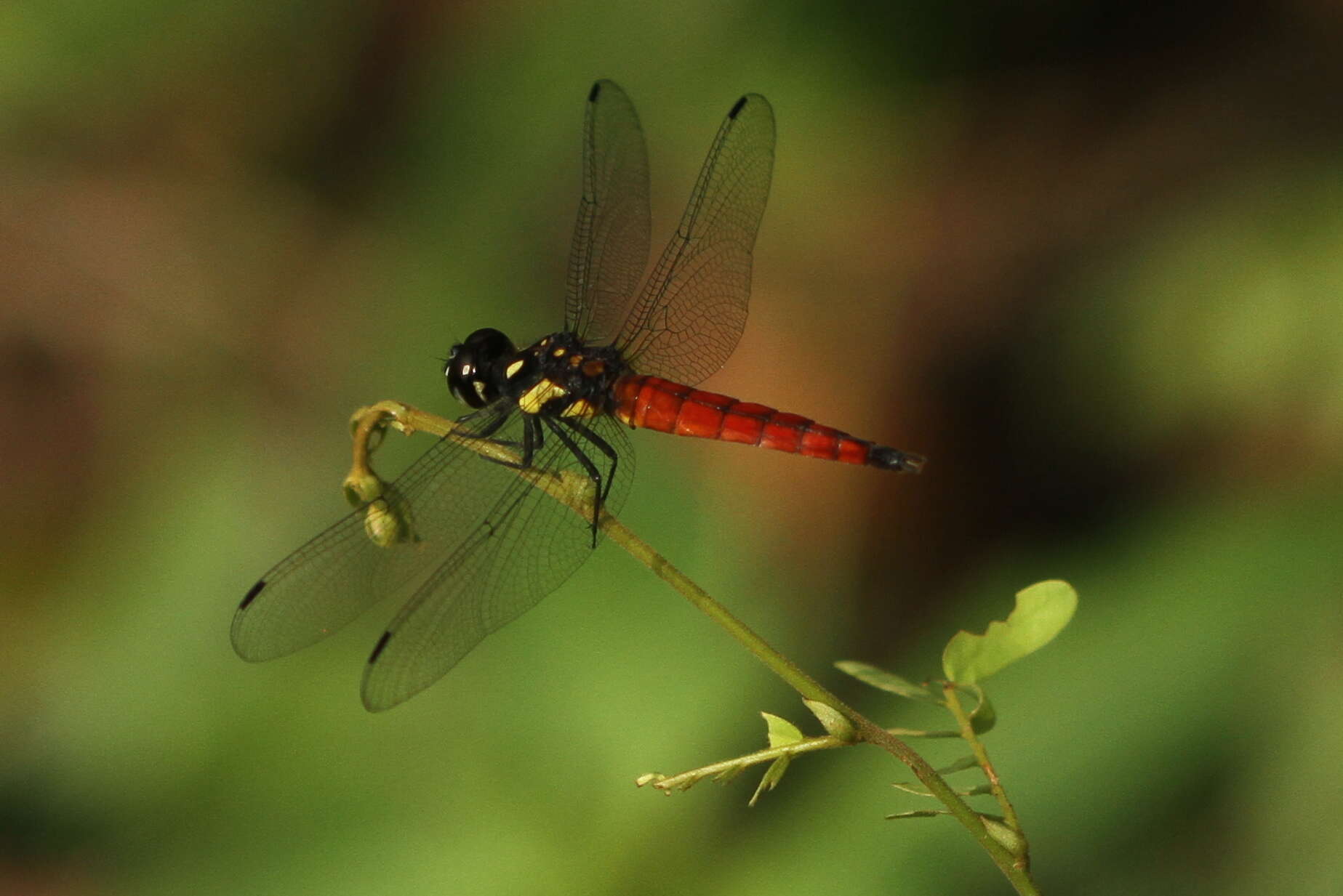 Image de Lyriothemis tricolor Ris 1916