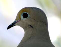 Image of American Mourning Dove