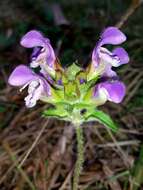 Image of large-flowered selfheal