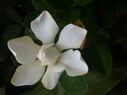 Image of Cape jasmine