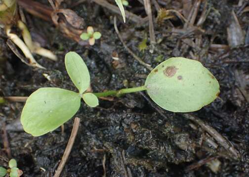 Image of bogbean