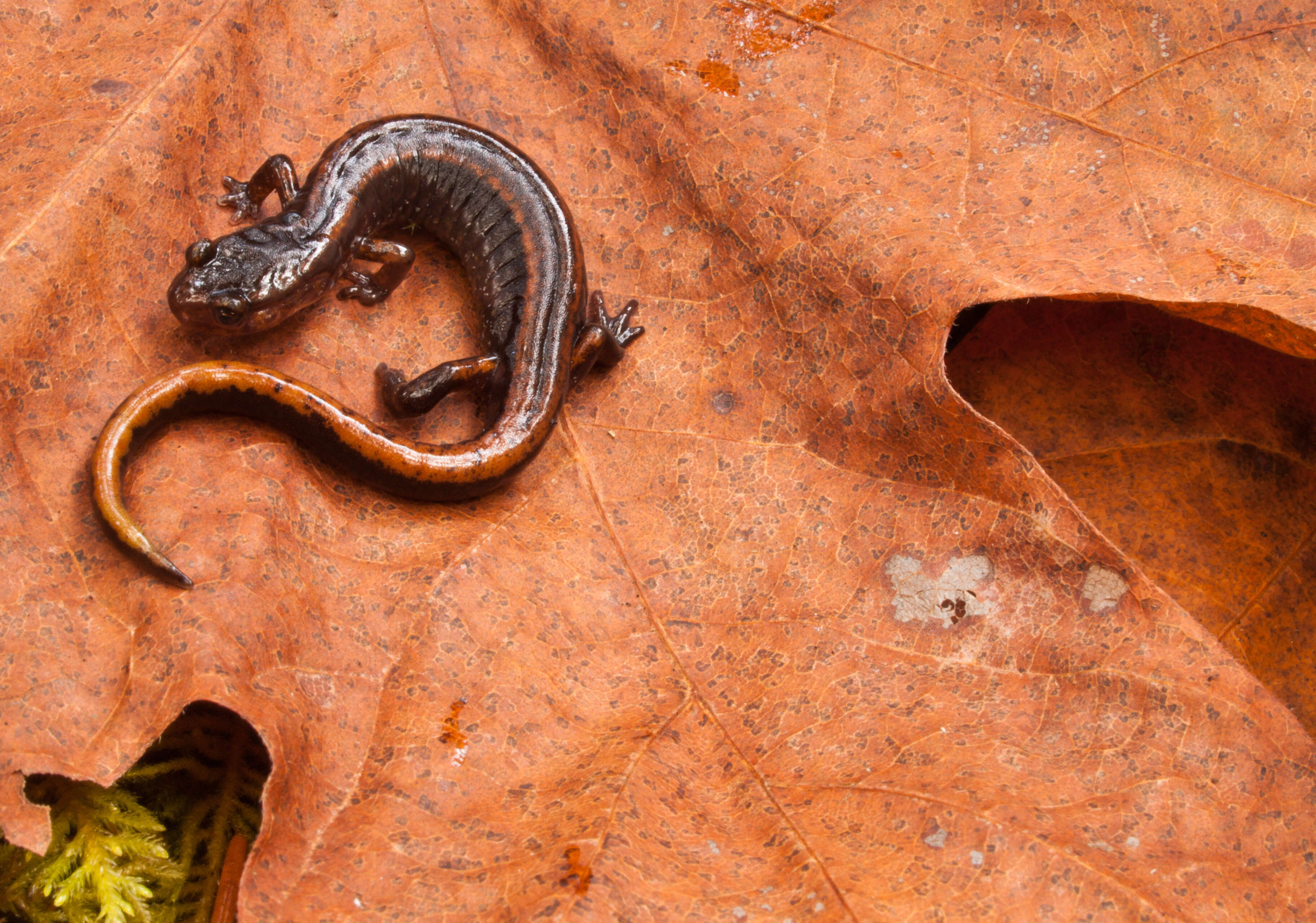 Image of Western Redback Salamander