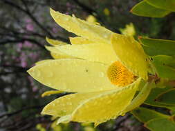 Image of Leucadendron gandogeri Schinz ex Gand.