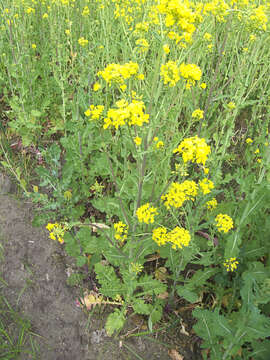 Image of Brassica rapa subsp. oleifera