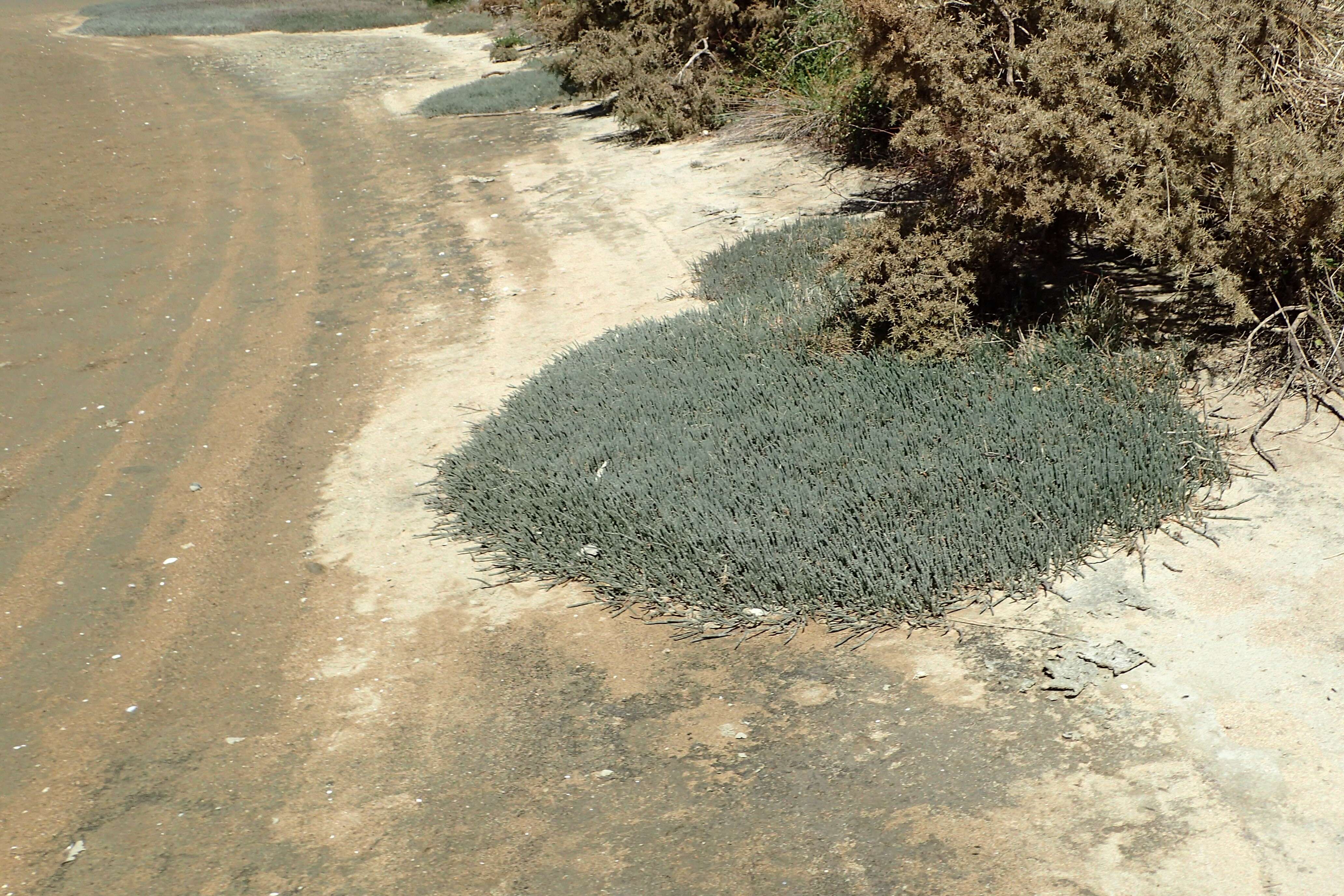 Image of Salicornia quinqueflora subsp. quinqueflora