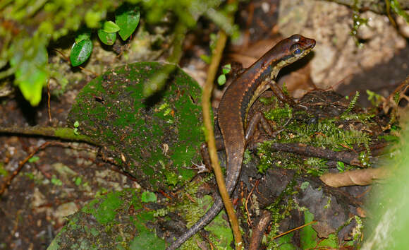 Image de Sphenomorphus cyanolaemus Inger & Hosmer 1965