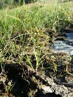 Image of Yellow Flat Sedge