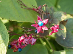 Imagem de Clerodendrum trichotomum Thunb.