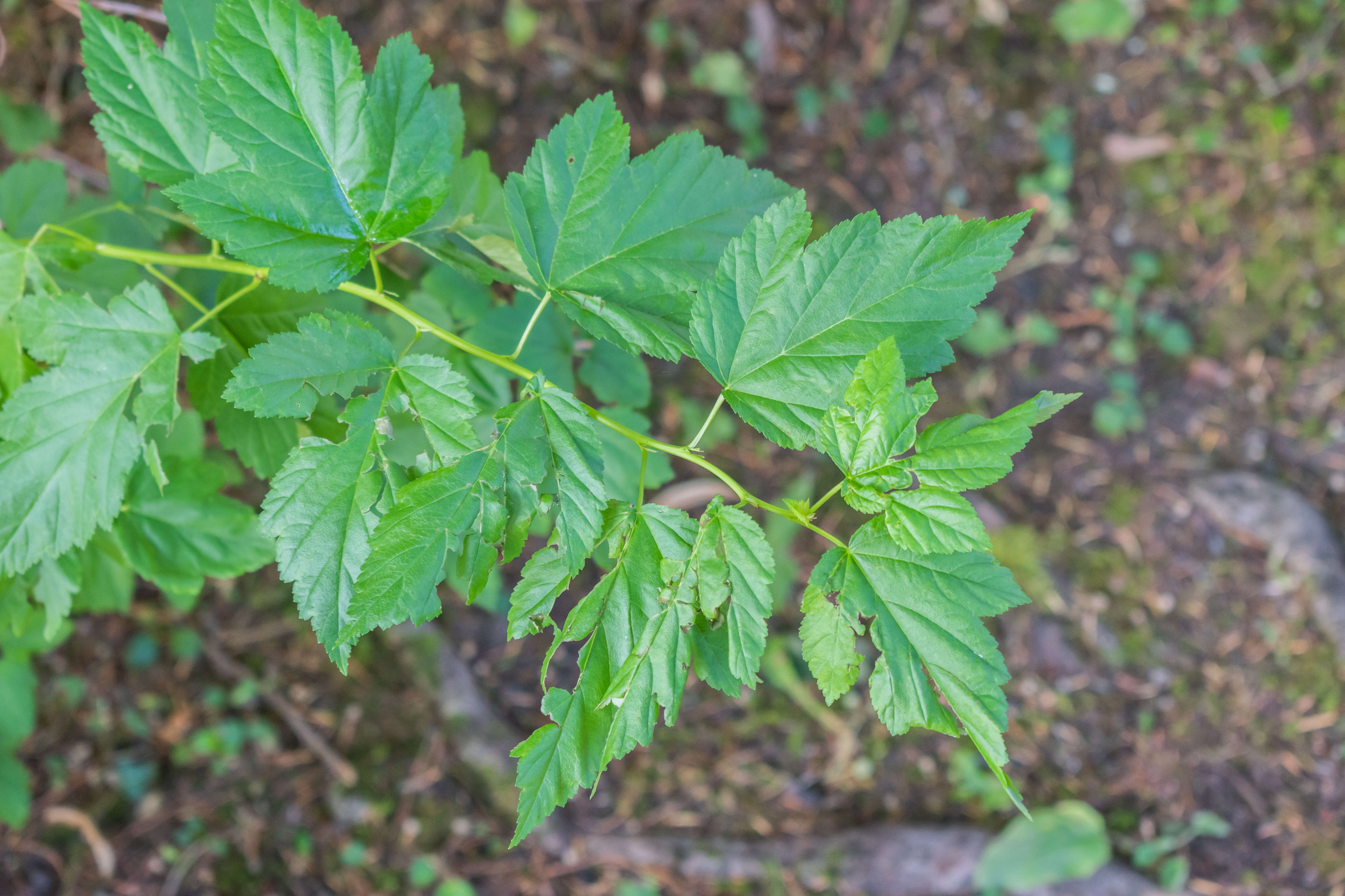 Physocarpus opulifolius (L.) Maxim. resmi