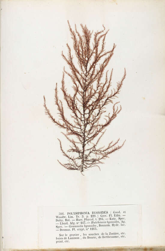 Image of Brongniartella