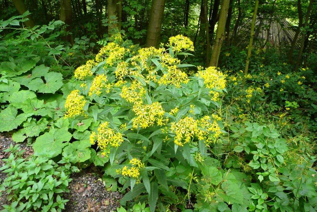 Image of wood ragwort