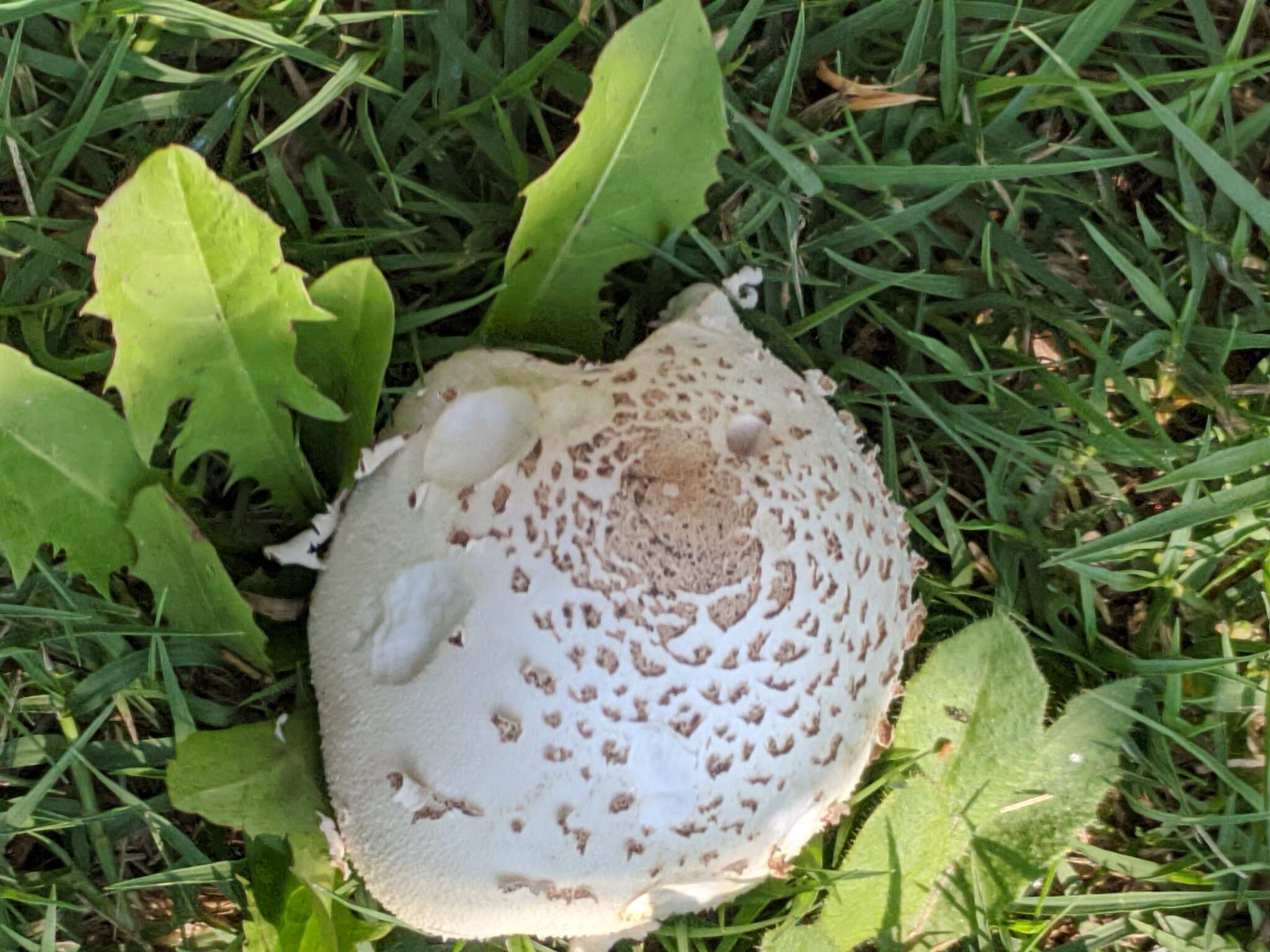 Image of Green-spored parasol