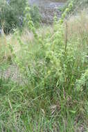 Image of horehound