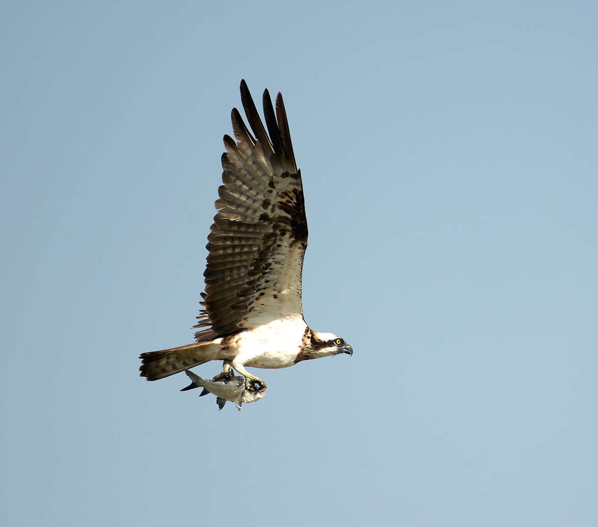 Image of ospreys