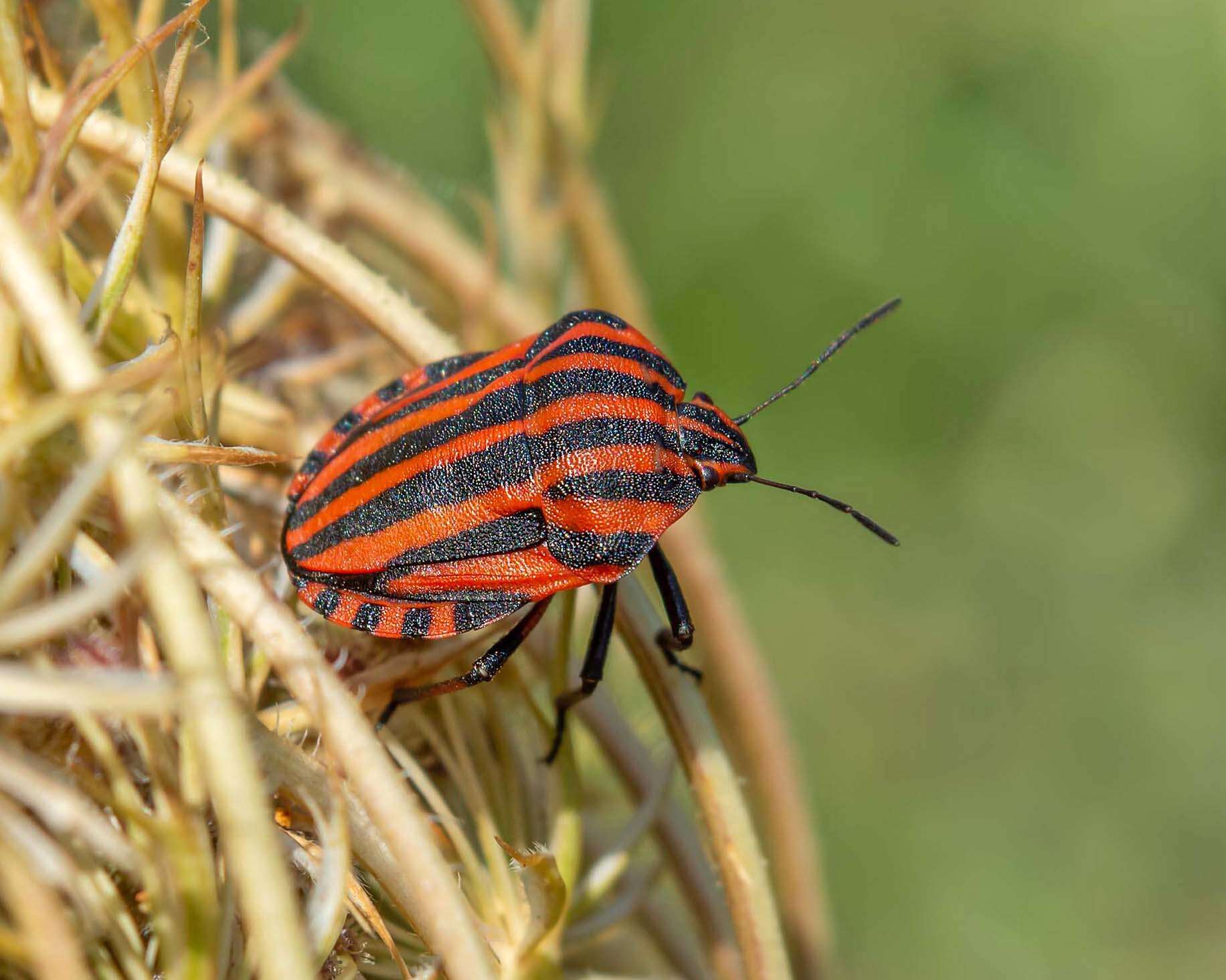 Image of <i>Graphosoma italicum</i>