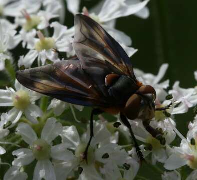 Image of Phasia hemiptera (Fabricius 1794)