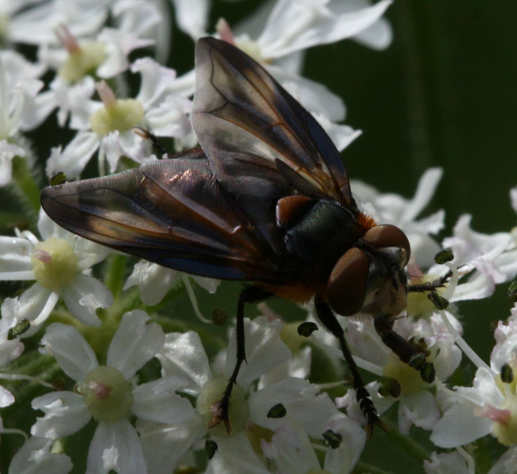 Image of Phasia hemiptera (Fabricius 1794)