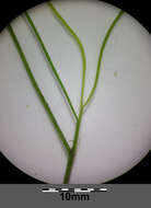 Image of pondweed