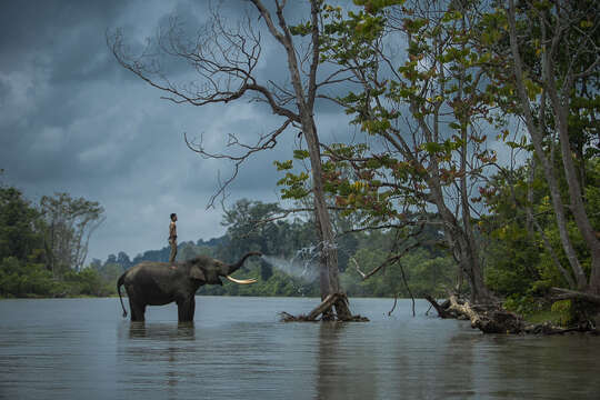 Image of Sumatran Elephant