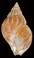 Image of Common whelk