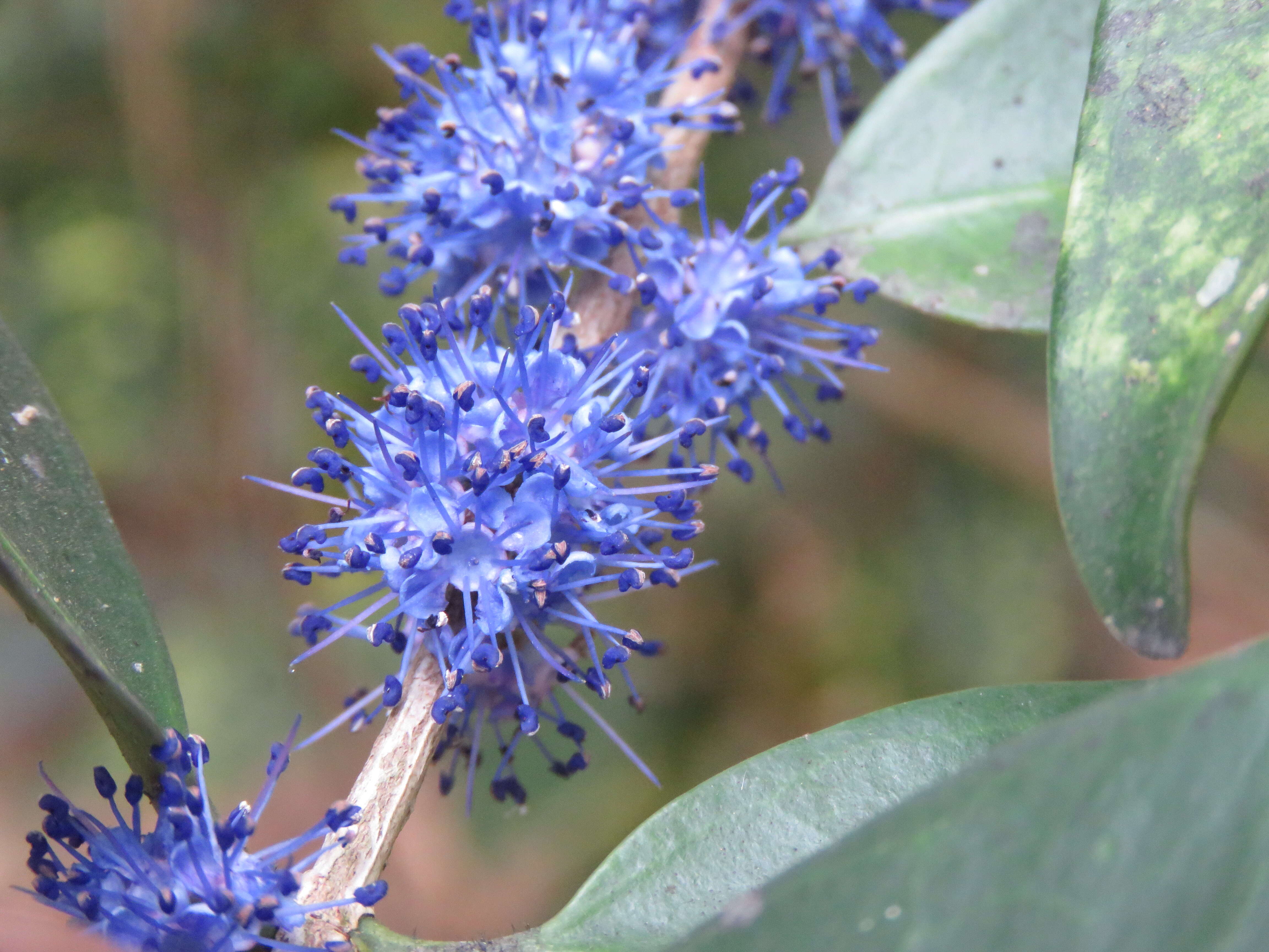 Слика од Memecylon umbellatum Burm. fil.