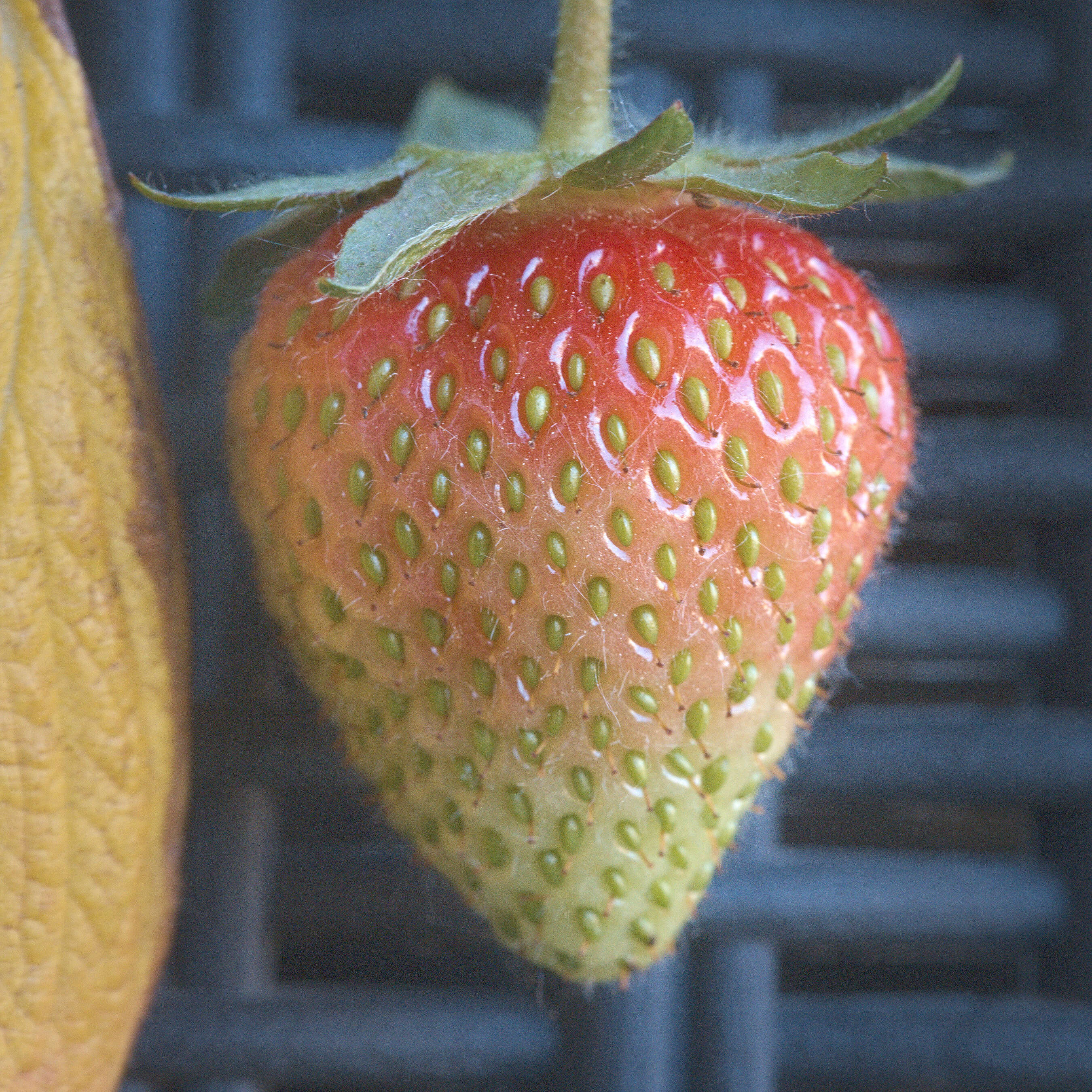 Image of Garden strawberry