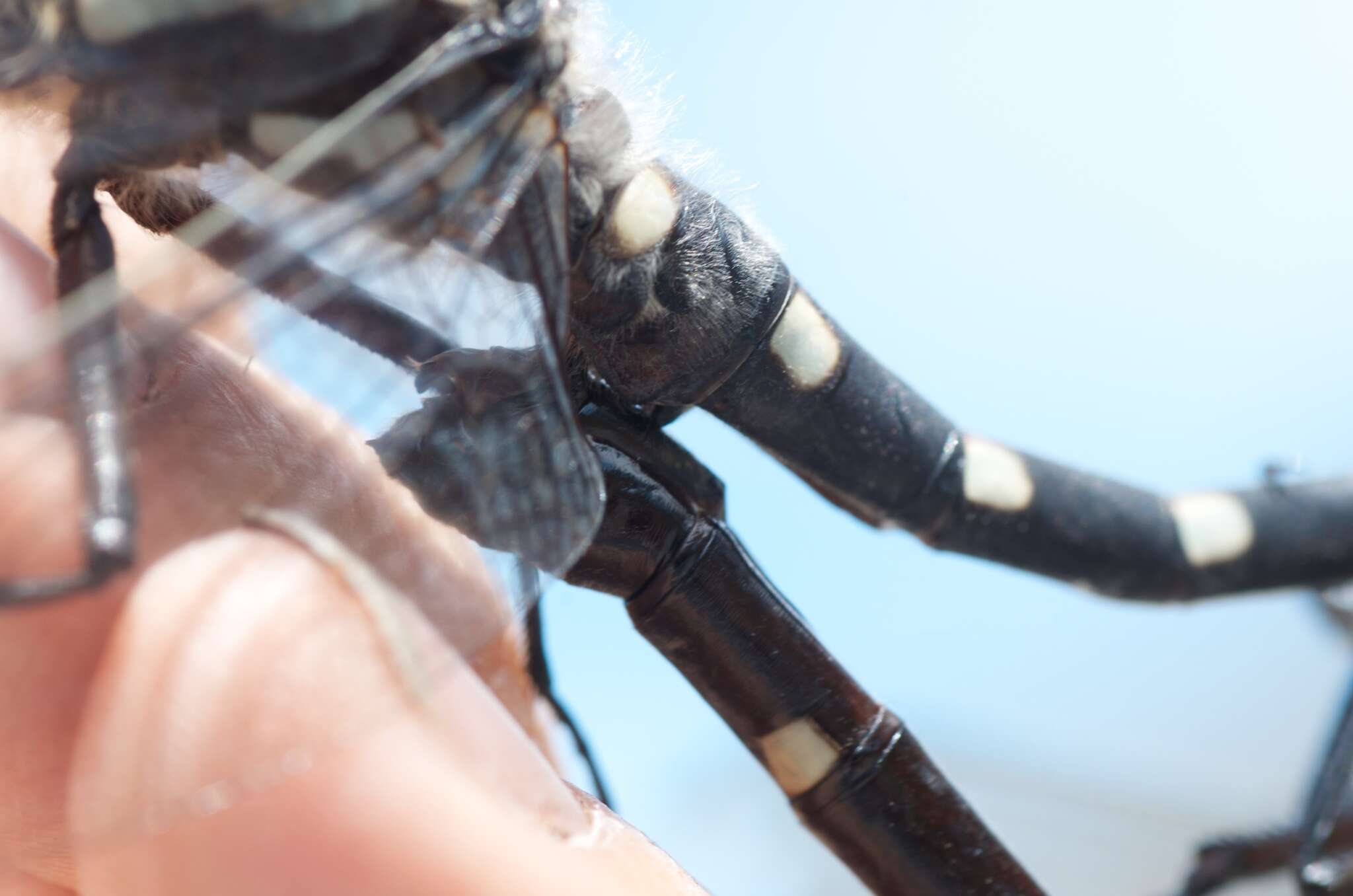 Image of Mountain Giant Dragonfly