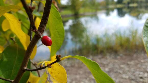 Image of northern spicebush