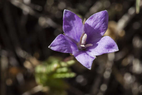 Image of Parry's bellflower