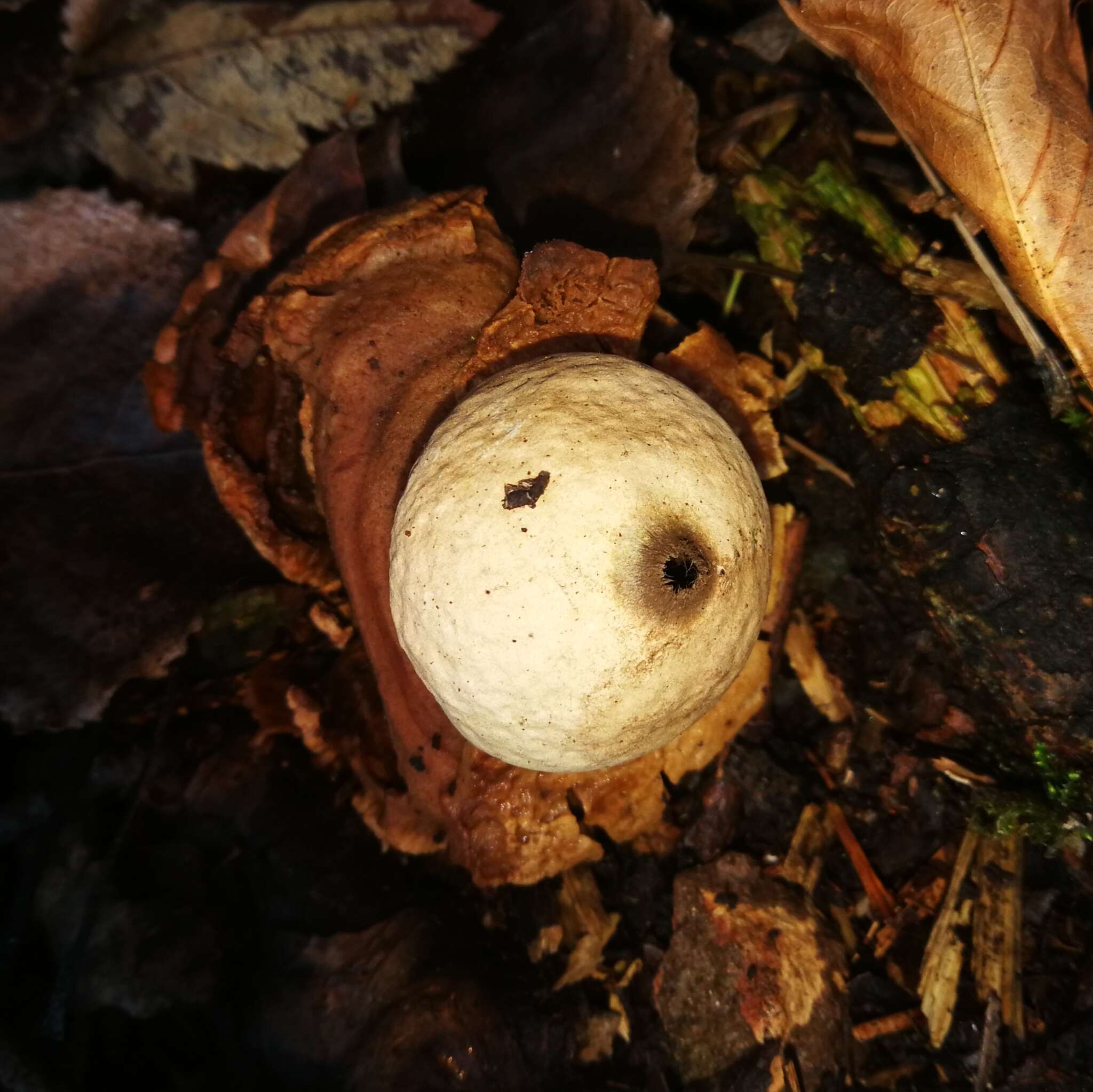 Image of Collared Earthstar