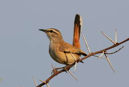 Image of Kalahari Scrub Robin