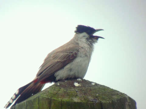 Image of Sooty-headed Bulbul