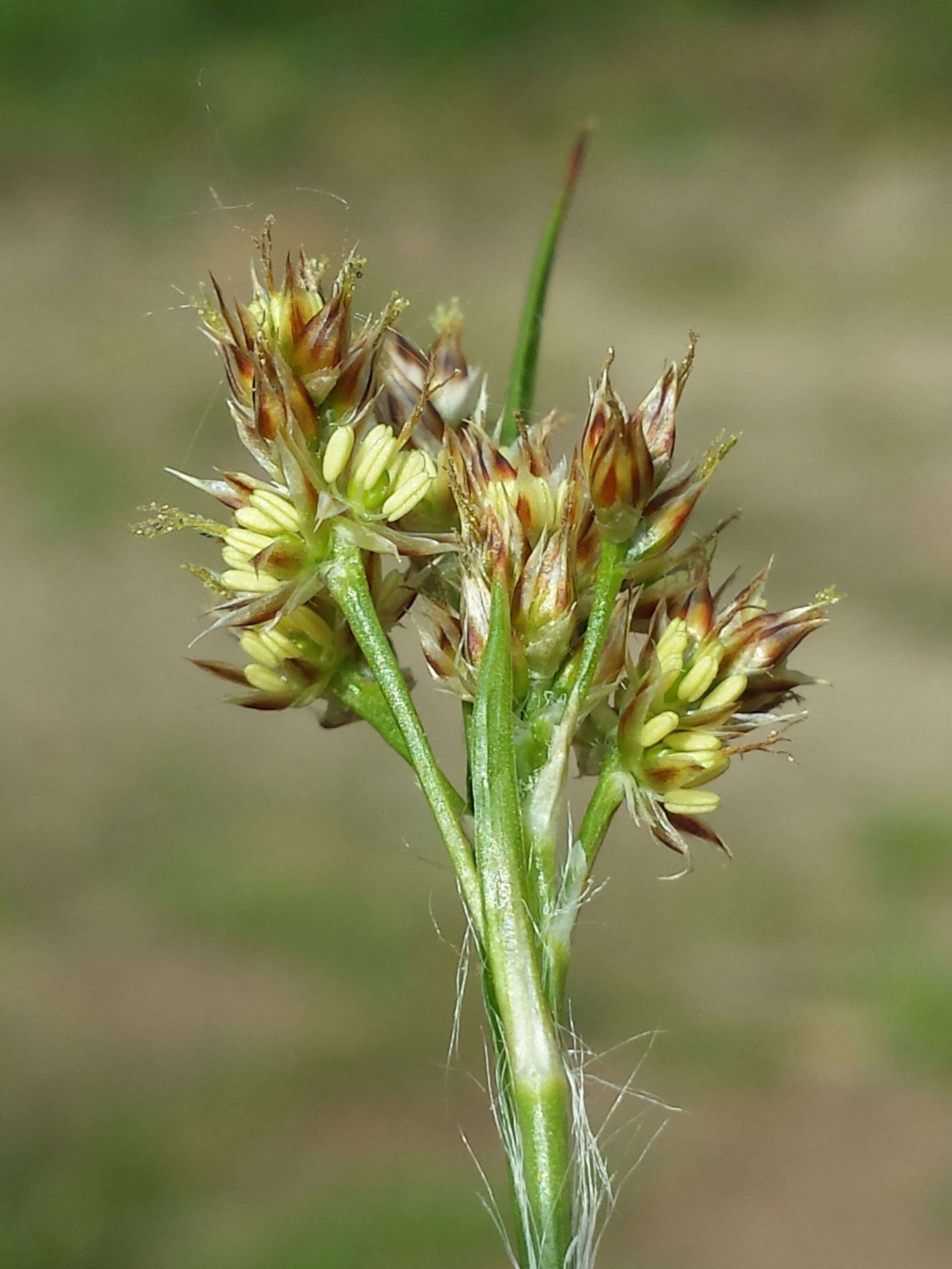 Image of common woodrush