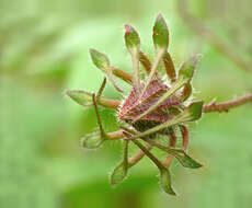 Sivun Hibiscus furcatus Roxb. kuva