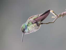 Image of Lesser Violetear