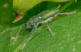 Image of White-fringed Weevils