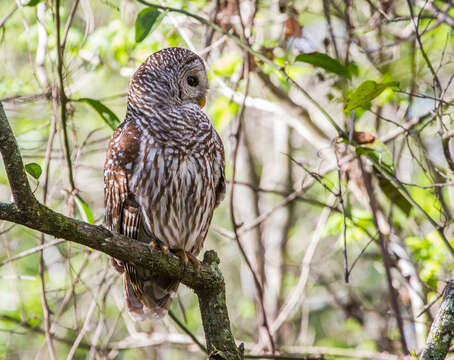 Image of Barred Owl