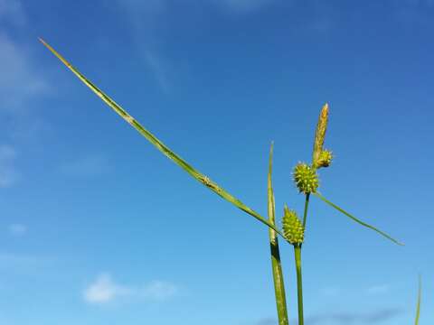 Image of Carex viridula