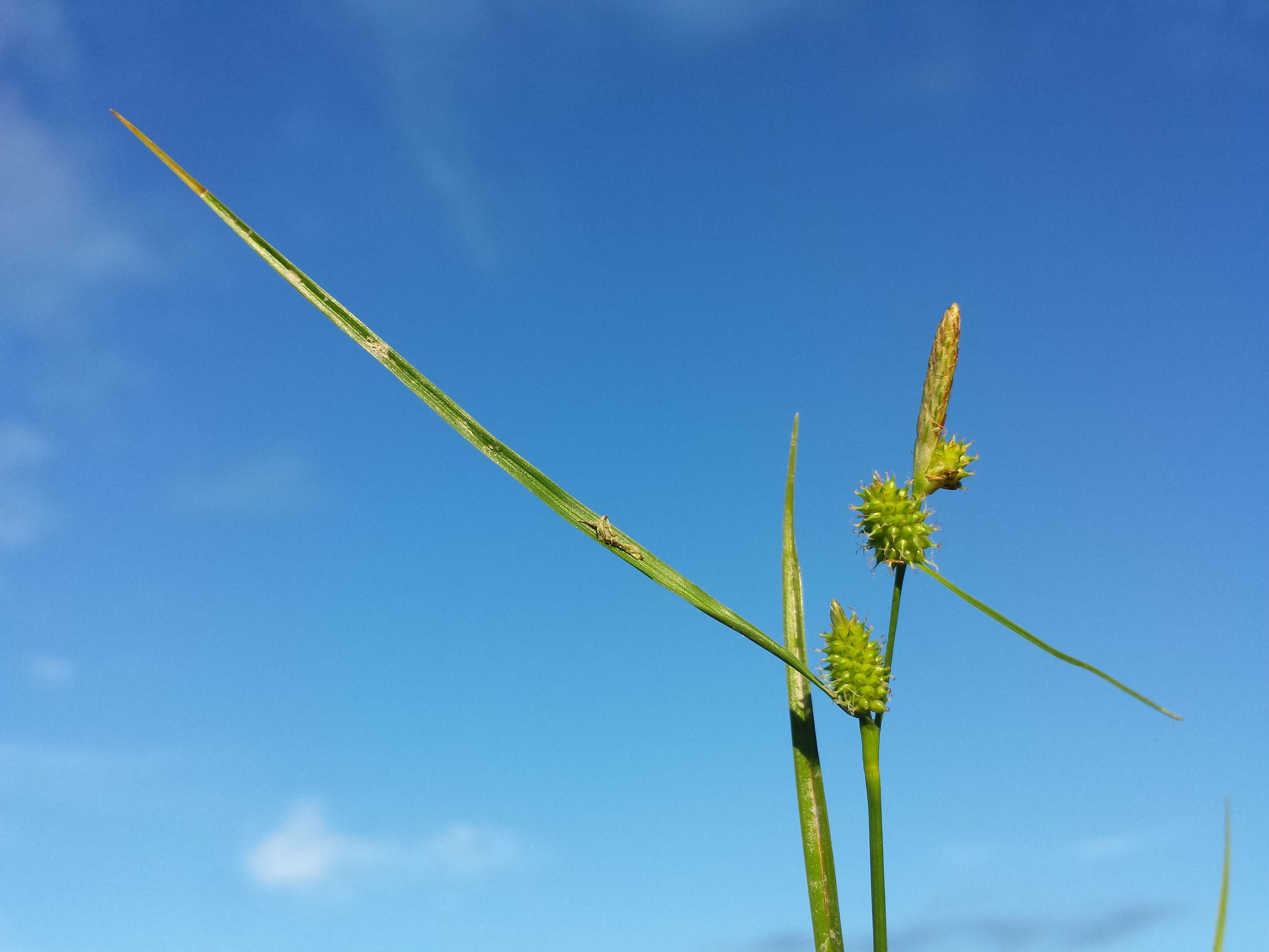 Image of Carex viridula