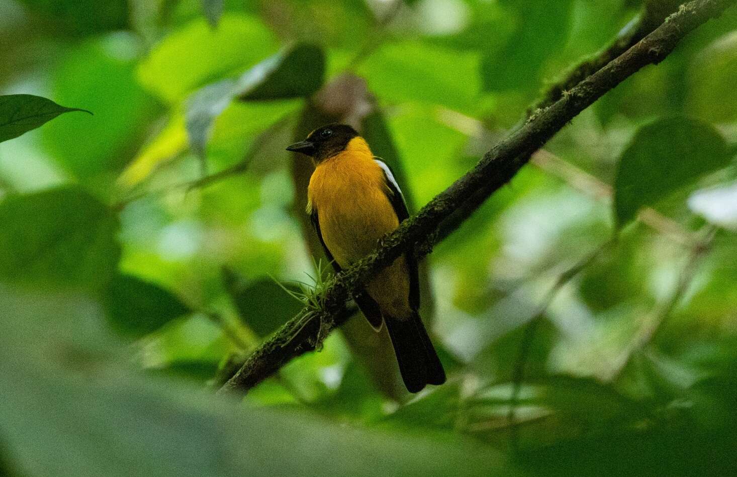 Image of White-winged Shrike-Tanager